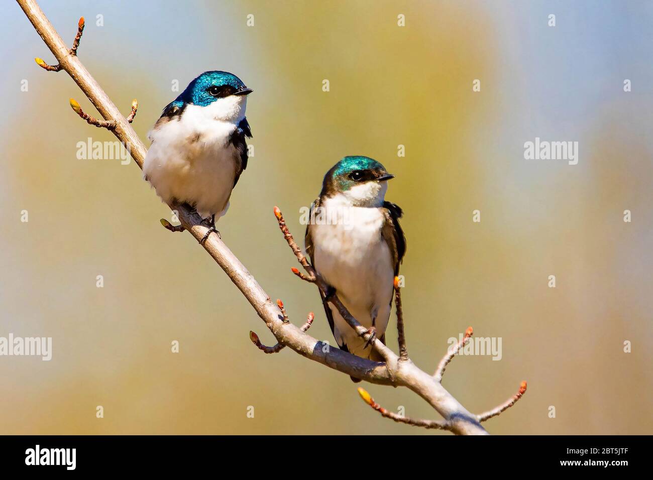 Cute tree swallow birds couple mating close up portrait in spring day ...