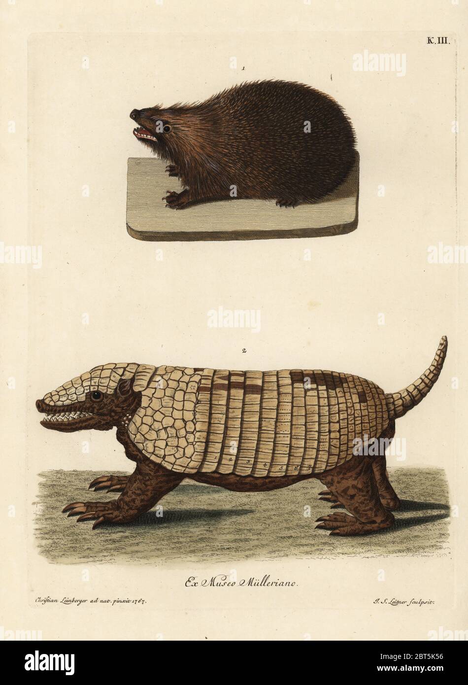 European hedgehog, Erinaceus europaeus, and seven-banded armadillo, Dasypus septemcinctus. (Porc epic de Zelande, Tatou ou armadillo d'Amerique.) Handcoloured copperplate engraving by Johann Sebastian Leitner after an illustration from nature by Christian Leinberger from Georg Wolfgang Knorr's Deliciae Naturae Selectae of Kabinet van Zeldzaamheden der Natuur, Blusse and Son, Nuremberg, 1771. Specimens from a Wunderkammer or Cabinet of Curiosities owned by P.L. Muller. Stock Photo