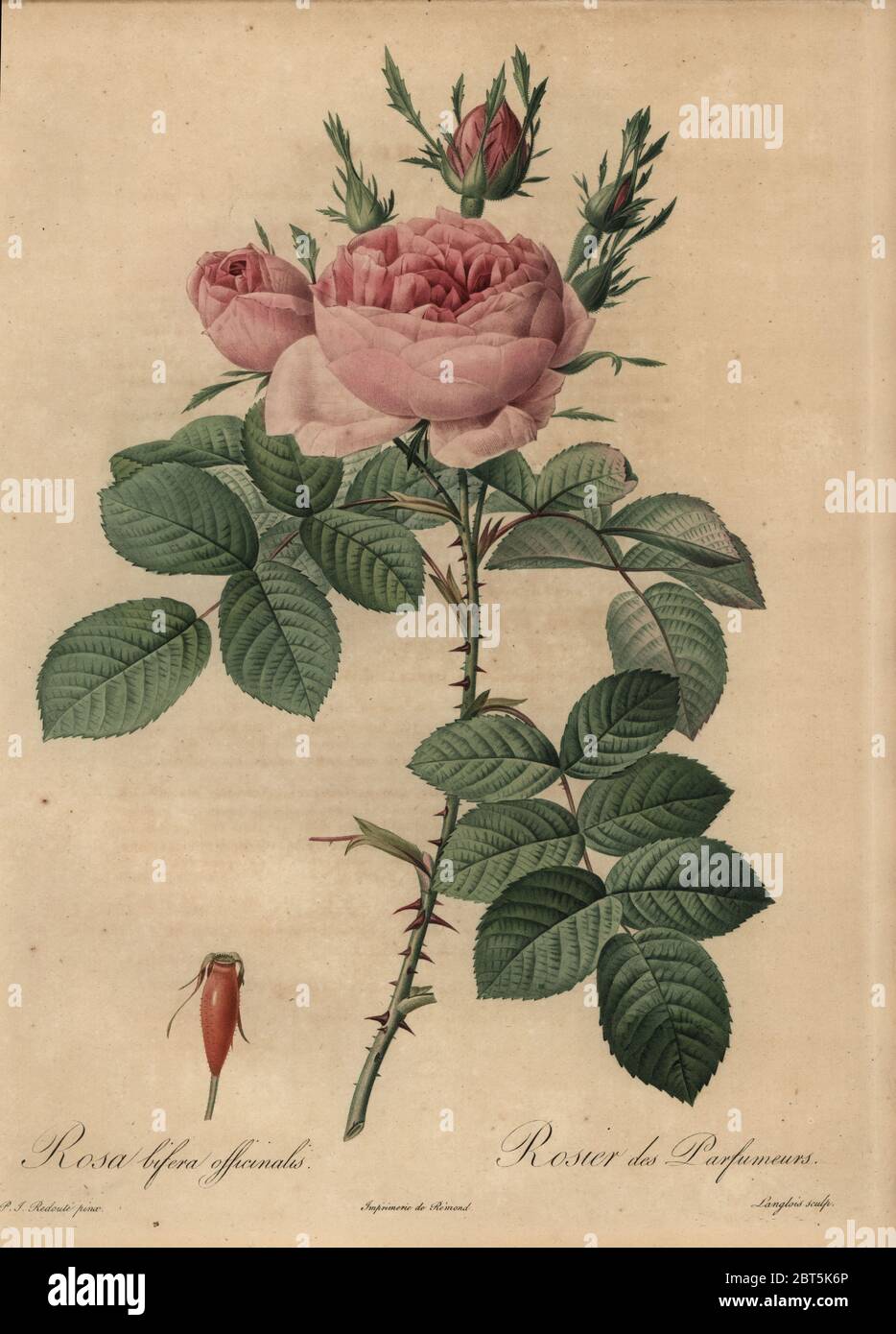 Pink hybrid rose, Rosa bifera officinalis, Rosier des Parfumeurs, Rosier damascene d'Autumne. Stipple copperplate engraving by Pierre Gabriel Langlois handcoloured a la poupee after a botanical illustration by Pierre-Joseph Redoute from the first folio edition of Les Roses, Firmin Didot, Paris, 1817. Stock Photo