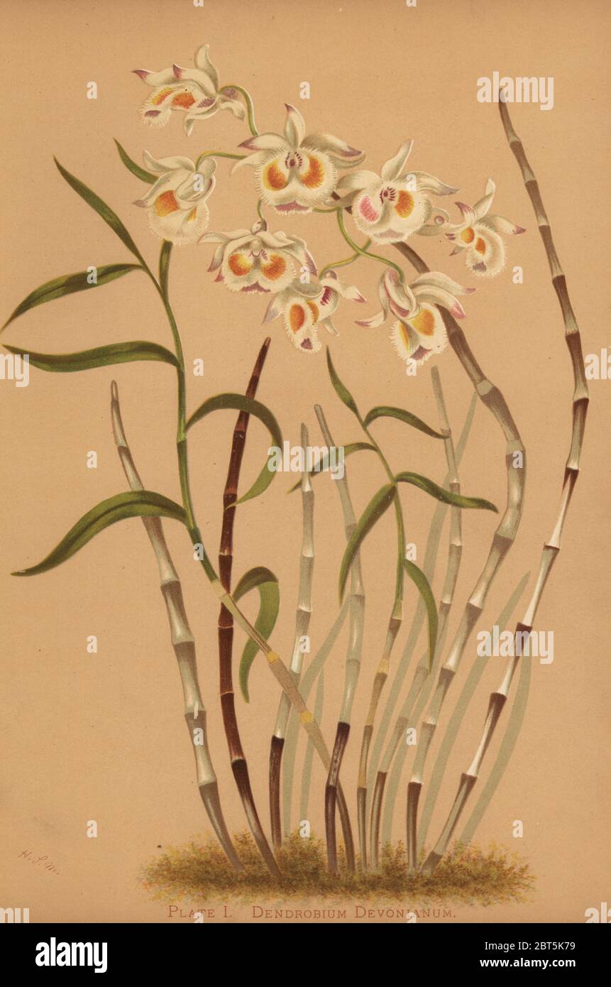 Devons dendrobium orchid, Dendrobium devonianum. Chromolithograph by Hatch Company after an illustration by Harriet Stewart Miner from Orchids, the Royal Family of Plants, Boston, 1885. The first color plate book on orchids by female American botanist Miner. Stock Photo