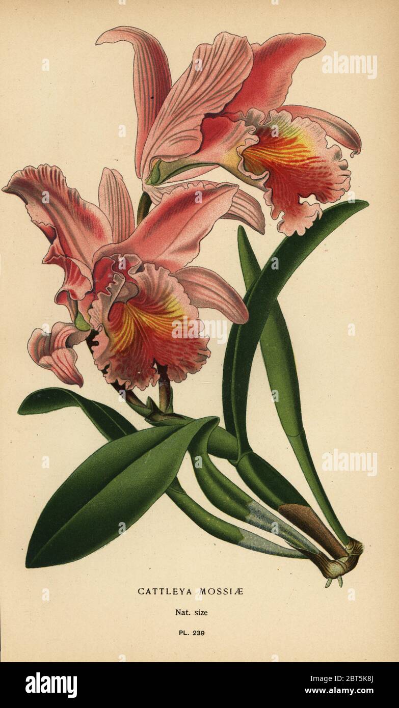 Moss' Cattleya orchid or easter orchid, Cattleya mossiae. Chromolithograph from an illustration by Desire Bois from Edward Steps Favourite Flowers of Garden and Greenhouse, Frederick Warne, London, 1896. Stock Photo