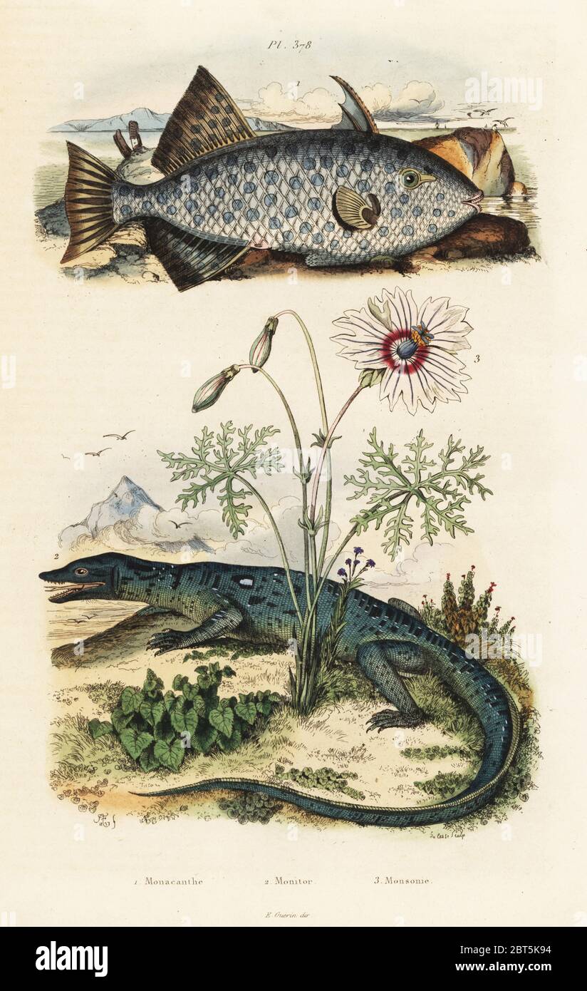 Fan-bellied leatherjacket, Monacanthus chinensis 1, Nile monitor, Varanus niloticus 2, and butterfly flower, Monsonia speciosa 3. Monacathe, Monitor, Monsonie. Handcoloured steel engraving by du Casse after an illustration by Adolph Fries from Felix-Edouard Guerin-Meneville's Dictionnaire Pittoresque d'Histoire Naturelle (Picturesque Dictionary of Natural History), Paris, 1834-39. Stock Photo