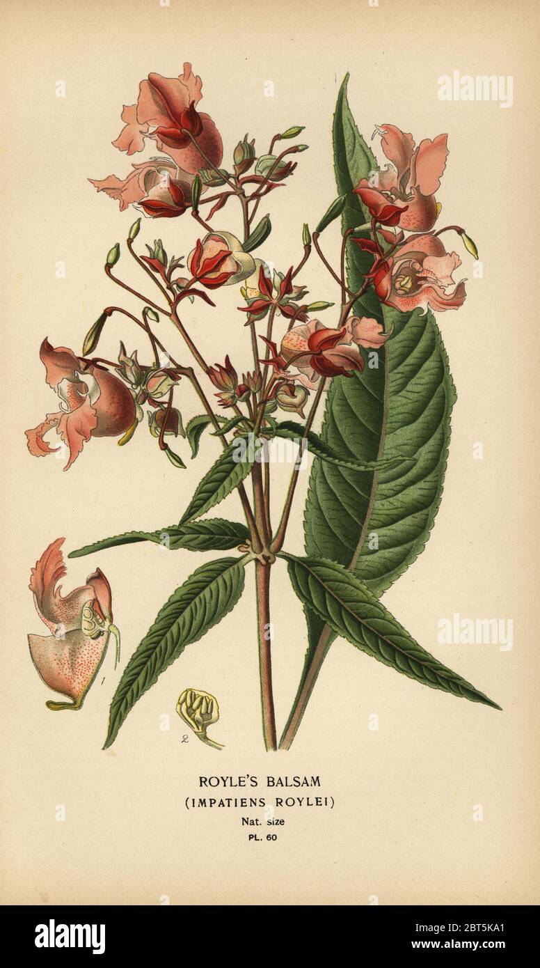 Royles balsam, Impatiens roylei. Chromolithograph from an illustration by Desire Bois from Edward Steps Favourite Flowers of Garden and Greenhouse, Frederick Warne, London, 1896. Stock Photo