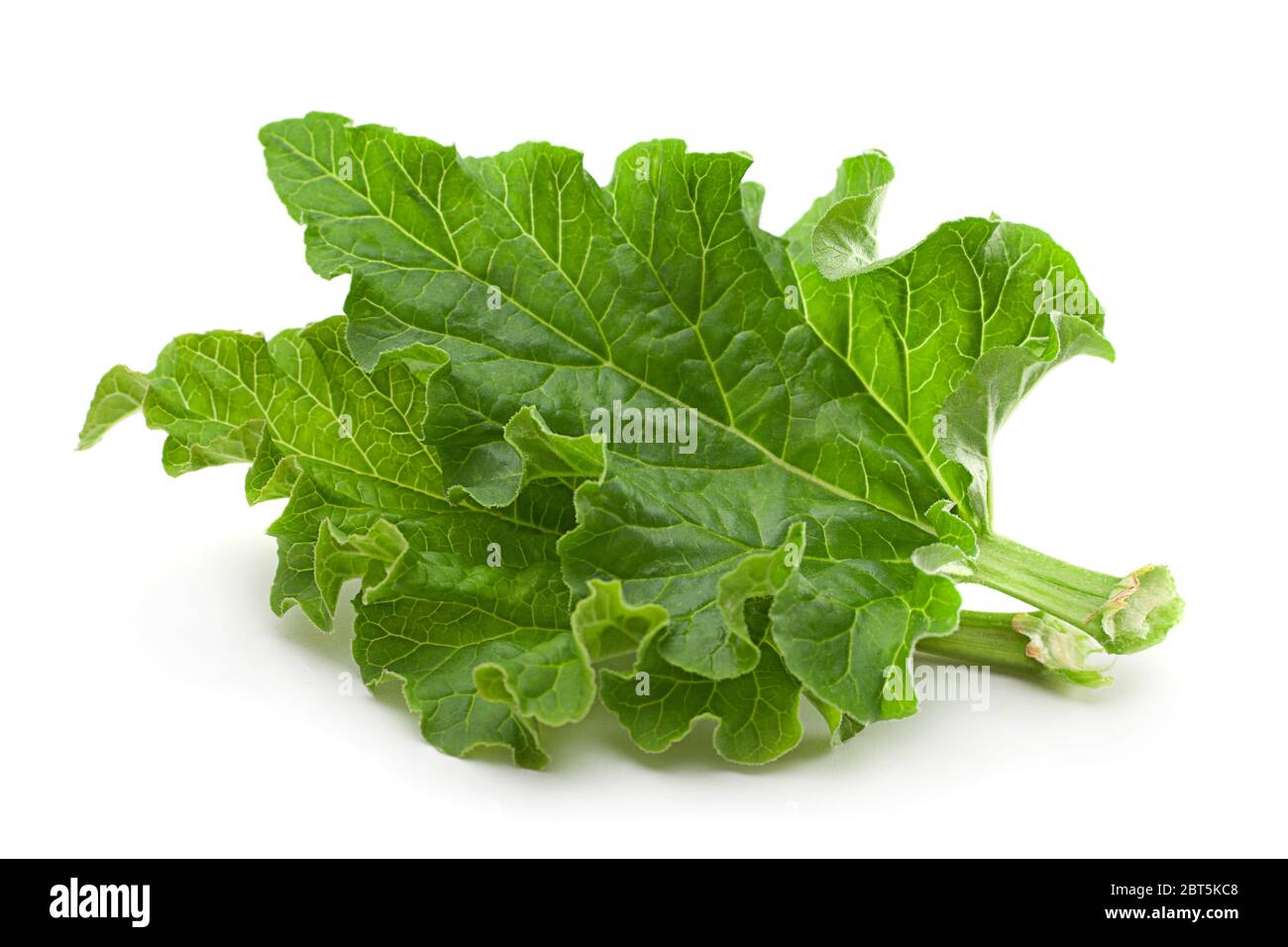 Rhubarb leaf closeup isolated on white background Stock Photo