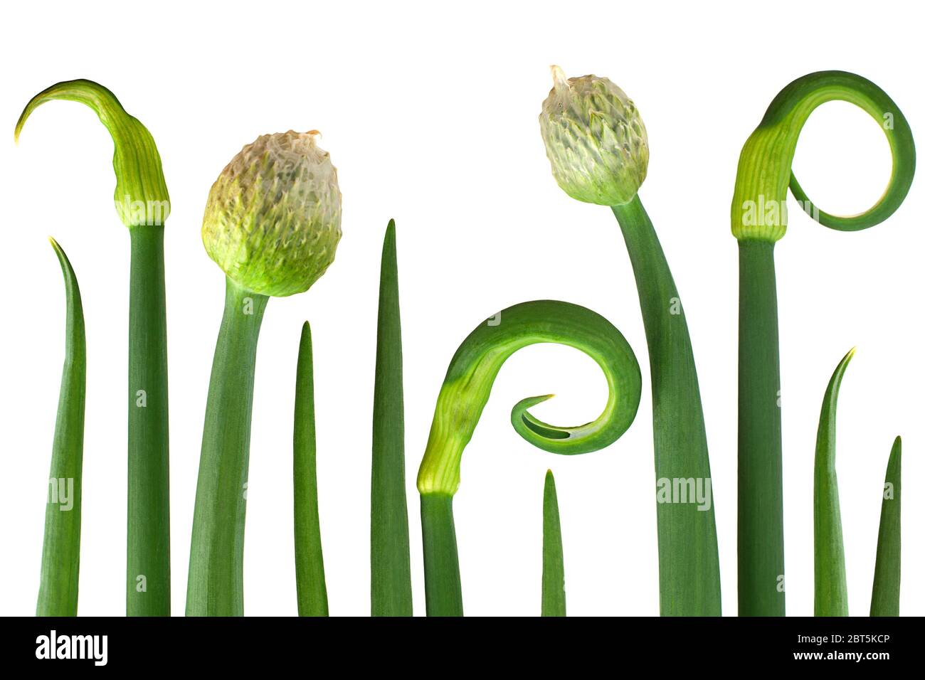 Young onion blossom isolated on white background Stock Photo