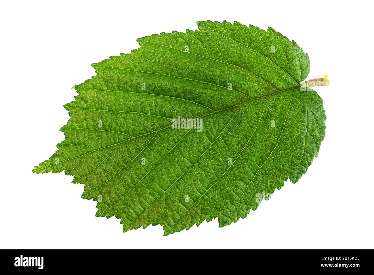 Hazelnut leaf closeup isolated on white background Stock Photo