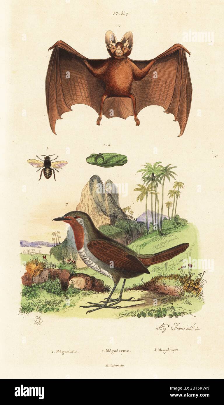 Patchwork leafcutter bee, Megachile centuncularis 1, greater false vampire bat, Megaderma lyra 2, and chucao tapaculo, Scelorchilus rubecula 3. Megachile, Megaderme, Megalonyx. Handcoloured steel engraving by Auguste Dumeril after an illustration by Adolph Fries from Felix-Edouard Guerin-Meneville's Dictionnaire Pittoresque d'Histoire Naturelle (Picturesque Dictionary of Natural History), Paris, 1834-39. Stock Photo
