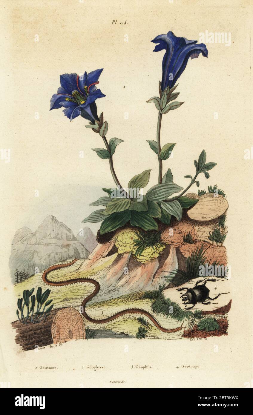Stemless gentian, Gentiana acaulis 1, Clavaria ophioglossoides 2, centipede, Geophilus walckenaerii 3 and scarab beetle, Geotrupes momus 4. Gentiane, Geoglosse, Geophile, Geotrupe. Handcoloured steel engraving by Pedretti after an illustration by A. Carie Baron from Felix-Edouard Guerin-Meneville's Dictionnaire Pittoresque d'Histoire Naturelle (Picturesque Dictionary of Natural History), Paris, 1834-39. Stock Photo