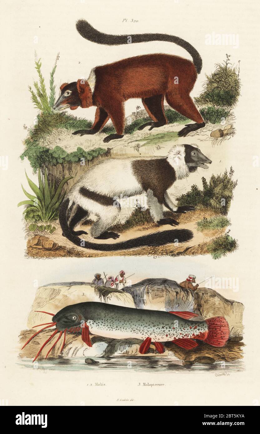Black lemur, Eulemur macaco 1, mongoose lemur, Eulemur mongoz, critically endangered 2, and electric catfish, Malapterurus electricus 3. Bedouin hunters in turbans with muskets. Makis, Malaperure. Handcoloured steel engraving by Pedretti after an illustration by Adolph Fries from Felix-Edouard Guerin-Meneville's Dictionnaire Pittoresque d'Histoire Naturelle (Picturesque Dictionary of Natural History), Paris, 1834-39. Stock Photo
