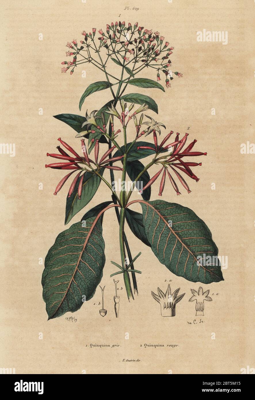 Quinine, Cinchona officinalis 1 and Ladenbergia oblongifolia, vulnerable, 2. Quinquina gris, Quinquina rouge. Handcoloured steel engraving by du Casse after an illustration by Adolph Fries from Felix-Edouard Guerin-Meneville's Dictionnaire Pittoresque d'Histoire Naturelle (Picturesque Dictionary of Natural History), Paris, 1834-39. Stock Photo