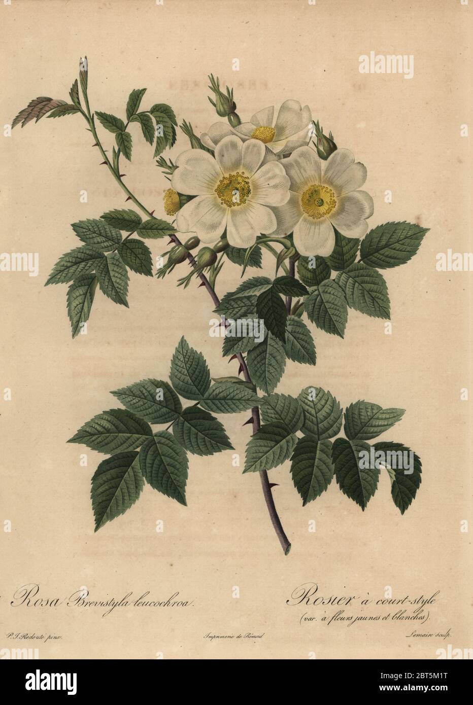 White dog rose, Rosa stylosa. Rosa brevistyla leucochroa, Rosier a court-style a fleurs jeaunes et blanches. Stipple copperplate engraving by Lemaire handcoloured a la poupee after a botanical illustration by Pierre-Joseph Redoute from the first folio edition of Les Roses, Firmin Didot, Paris, 1817. Stock Photo