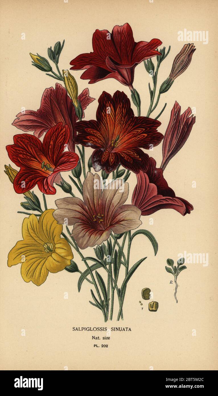 Painted tongue or velvet trumpet flower, Salpiglossis sinuata. Chromolithograph from an illustration by Desire Bois from Edward Steps Favourite Flowers of Garden and Greenhouse, Frederick Warne, London, 1896. Stock Photo