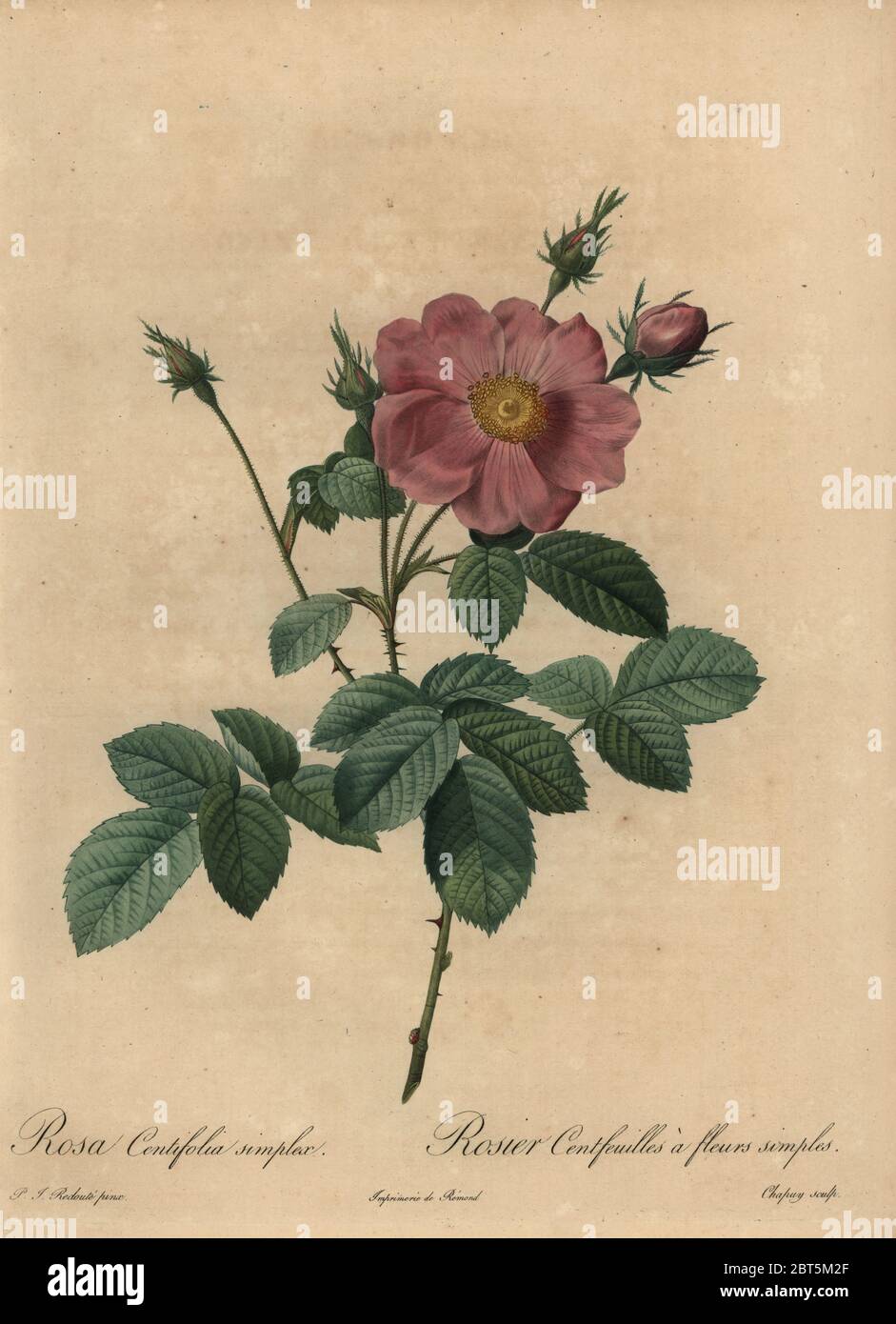 Pink rose, Rosa centifolia simplex. Rosier centfeuilles a fleurs simples. Stipple copperplate engraving by Jean Baptiste Chapuy handcoloured a la poupee after a botanical illustration by Pierre-Joseph Redoute from the first folio edition of Les Roses, Firmin Didot, Paris, 1817. Stock Photo