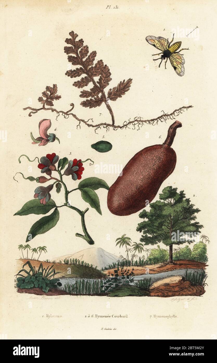Rose sawfly, Arge ochropus, Hylotoma rosae 1, courbaril or West Indian locust, Hymenaea courbaril 2-6, and filmy fern, Hymenophyllum hirsutum 3. Hylotome, Hymenee Courbaril, Hymenophylle. Handcoloured steel engraving by Pfitzer after an illustration by A. Carie Baron from Felix-Edouard Guerin-Meneville's Dictionnaire Pittoresque d'Histoire Naturelle (Picturesque Dictionary of Natural History), Paris, 1834-39. Stock Photo
