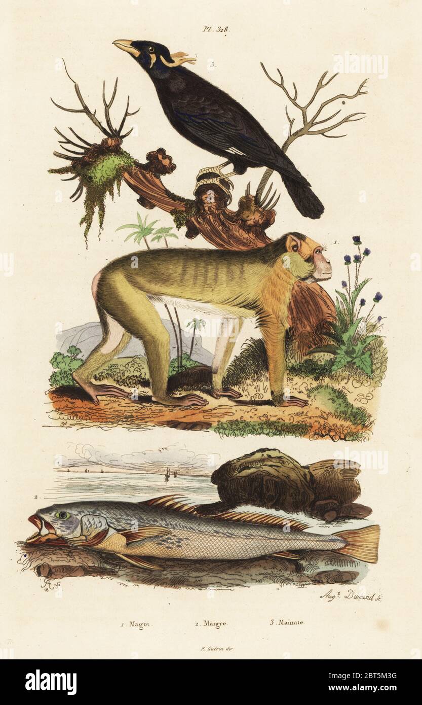 Barbary macaque, Macaca sylvanus, endangered 1, meagre or croaker, Argyrosomus regius 2, Common hill myna, Gracula religiosa 3. Magot, Maigre, Mainate. Handcoloured steel engraving by Auguste Dumeril after an illustration by Adolph Fries from Felix-Edouard Guerin-Meneville's Dictionnaire Pittoresque d'Histoire Naturelle (Picturesque Dictionary of Natural History), Paris, 1834-39. Stock Photo