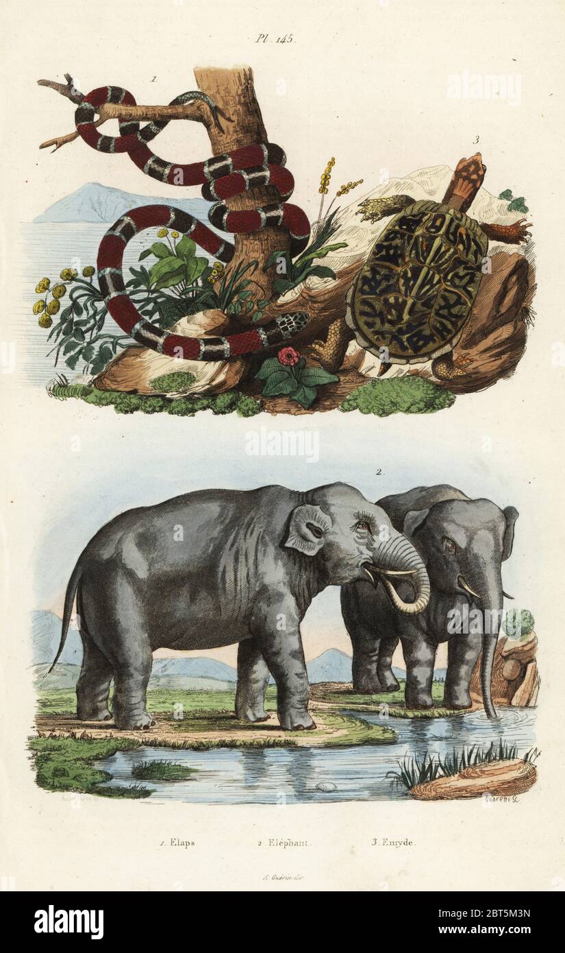 Painted coral snake, Micrurus corallinus 1, Indian elephant, Elephas maximus indicus 2, and common box turtle, Terrapene carolina 3. Elaps, elephant, emyde. Handcoloured steel engraving by Pedretti after an illustration by A. Carie Baron from Felix-Edouard Guerin-Meneville's Dictionnaire Pittoresque d'Histoire Naturelle (Picturesque Dictionary of Natural History), Paris, 1834-39. Stock Photo