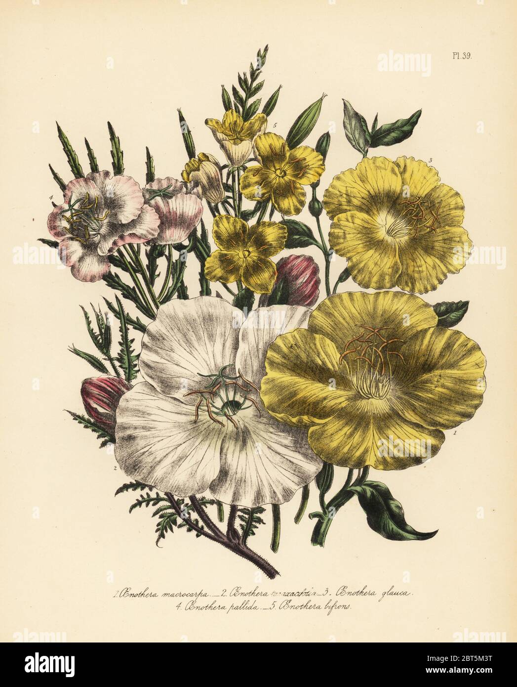 Large-fruited evening primrose, Oenothera macrocarpa, dandelion-leaved evening primrose, Oe. taraxacifolia, glaucous-leaved evening primrose, Oe. glauca, pale-flowered evening primrose, Oe. pallida, and heart-leaved evening primrose, Oe. bipons. Handfinished chromolithograph by Henry Noel Humphreys after an illustration by Jane Loudon from Mrs. Jane Loudon's Ladies Flower Garden of Ornamental Perennials, William S. Orr, London, 1849. Stock Photo