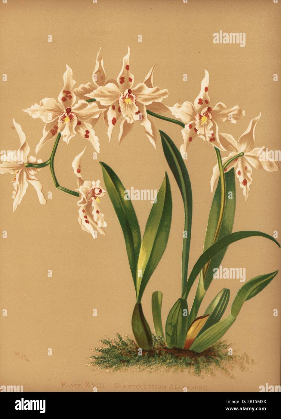 Dancing lady orchid, Oncidium alexandrae (Odontoglossum alexandrae). Chromolithograph by Hatch Company after a botanical illustration by Harriet Stewart Miner from Orchids, the Royal Family of Plants, Lee & Shepard, Boston, 1885. The first American color plate book on orchids by woman botanist Miner. Stock Photo