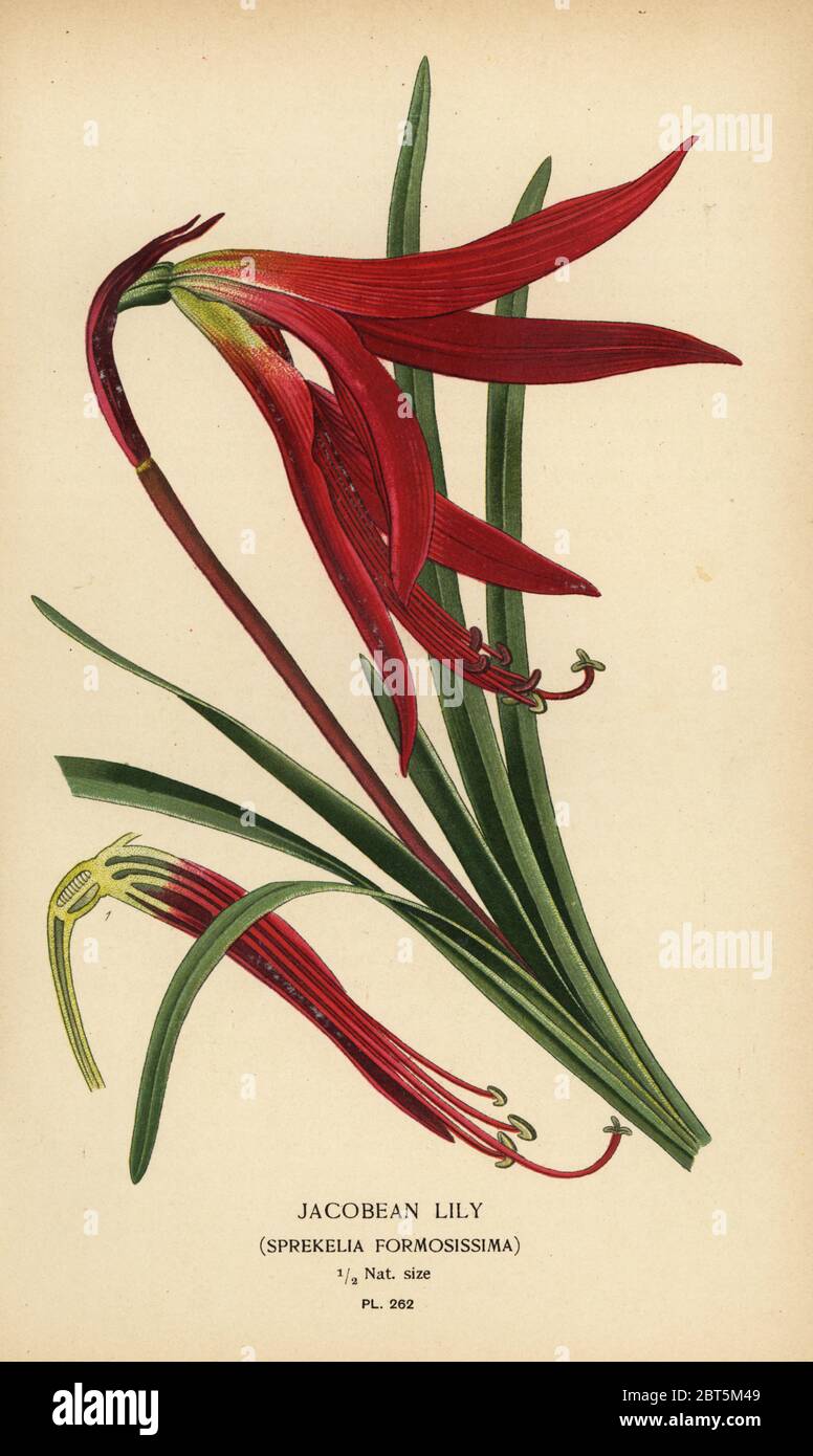 Jacobean lily, Sprekelia formosissima. Chromolithograph from an illustration by Desire Bois from Edward Steps Favourite Flowers of Garden and Greenhouse, Frederick Warne, London, 1896. Stock Photo