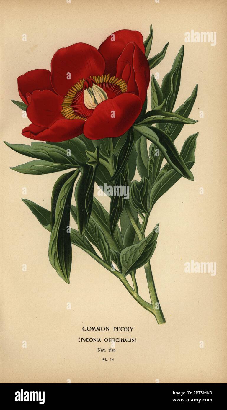 Common peony, Paeonia officinalis. Chromolithograph from an illustration by Desire Bois from Edward Steps Favourite Flowers of Garden and Greenhouse, Frederick Warne, London, 1896. Stock Photo
