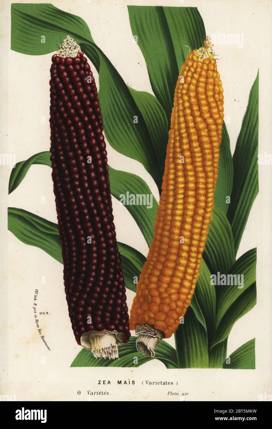 Varieties of maize, Zea mays (Zea mais). Handcoloured lithograph from Louis van Houtte and Charles Lemaire's Flowers of the Gardens and Hothouses of Europe, Flore des Serres et des Jardins de l'Europe, Ghent, Belgium, 1870. Stock Photo