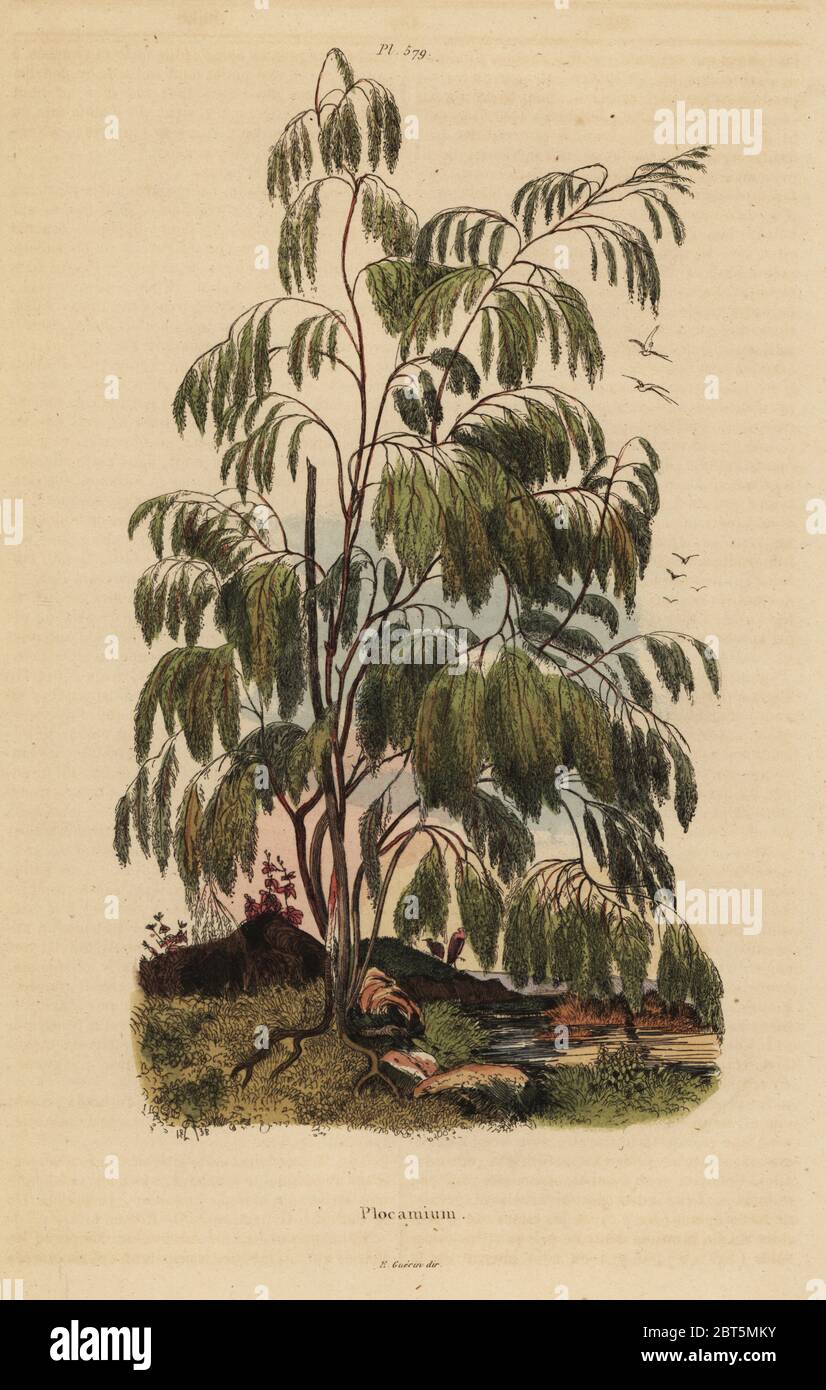 Plocama pendula shrub. Plocamier. Handcoloured steel engraving by du Casse after an illustration by Adolph Fries from Felix-Edouard Guerin-Meneville's Dictionnaire Pittoresque d'Histoire Naturelle (Picturesque Dictionary of Natural History), Paris, 1834-39. Stock Photo