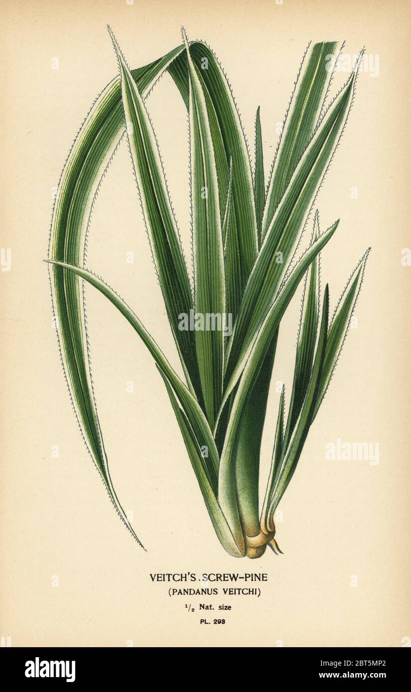 Tahitian screwpine, Pandanus tectorius (Veitchs screw-pine, Pandanus veitchii). Chromolithograph from an illustration by Desire Bois from Edward Steps Favourite Flowers of Garden and Greenhouse, Frederick Warne, London, 1896. Stock Photo