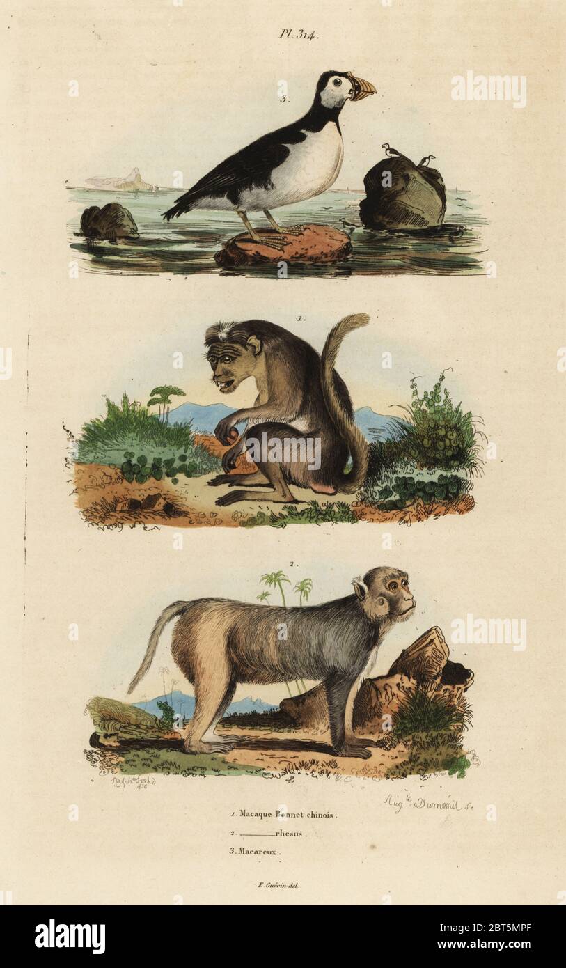 Toque macaque, Macaca sinica, endangered 1, rhesus macaque, Macaca mulatta 2, and parakeet auklet, Aethia psittacula 3. Macaque bonnet chinois, macaque rhesus, macareux. Handcoloured steel engraving by August Dumenil after an illustration by Adolph Fries from Felix-Edouard Guerin-Meneville's Dictionnaire Pittoresque d'Histoire Naturelle (Picturesque Dictionary of Natural History), Paris, 1834-39. Stock Photo