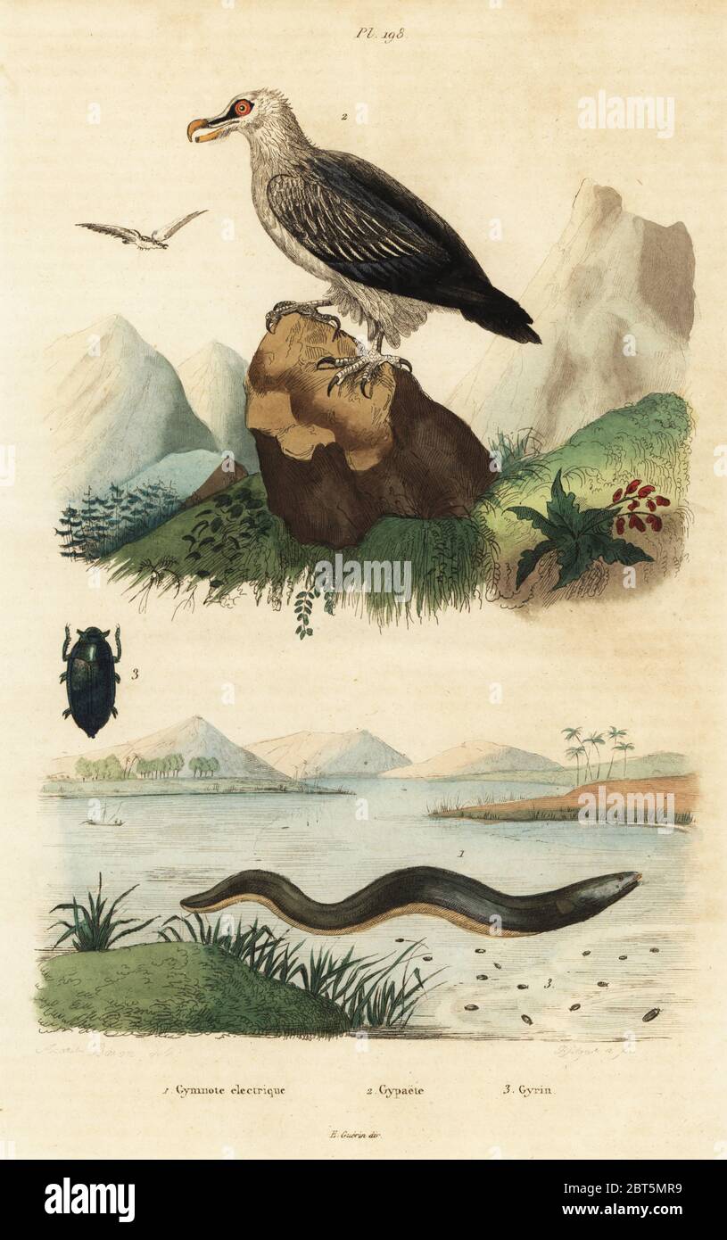 Electric eel, Electrophorus electricus 1, bearded vulture, Gypaetus barbatus 2, and whirligig beetle, Gyrinus natator 3. Gymnote electrique, Gypaete, Gyrin. Handcoloured steel engraving by Pfitzer after an illustration by A. Carie Baron from Felix-Edouard Guerin-Meneville's Dictionnaire Pittoresque d'Histoire Naturelle (Picturesque Dictionary of Natural History), Paris, 1834-39. Stock Photo