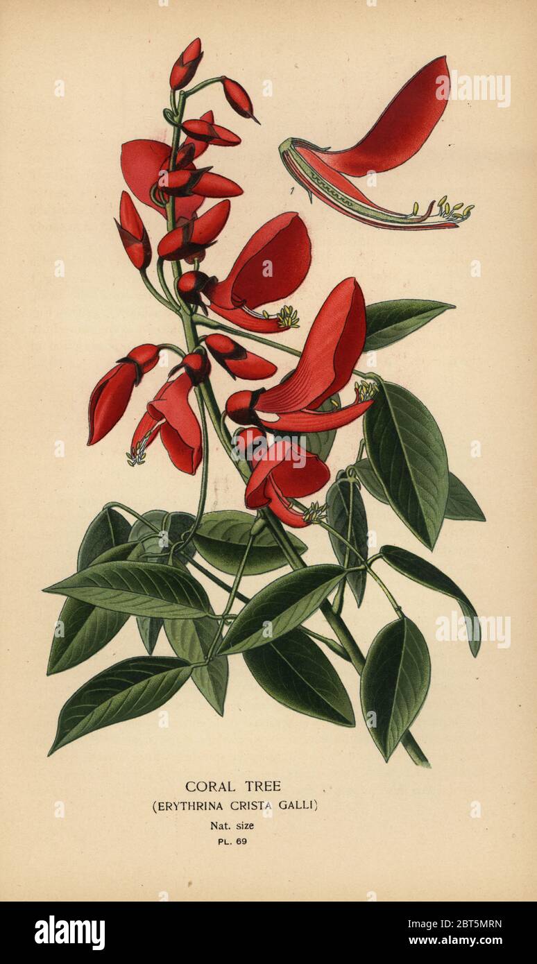 Coral tree, Erythrina crista-galli. Chromolithograph from an illustration by Desire Bois from Edward Steps Favourite Flowers of Garden and Greenhouse, Frederick Warne, London, 1896. Stock Photo
