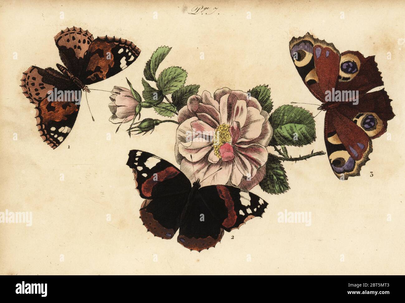 Painted lady butterfly, Vanessa cardui 1, red admiral, Vanessa atalanta 2 and European peacock, Aglais io 3. Vanesse belle-dame, Vanesse vulcain, Vanesse paon de jour. Handcoloured lithograph from Musee du Naturaliste dedie a la Jeunesse, Histoire des Papillons, Hippolyte and Polydor Pauquet, Paris, 1833. Stock Photo