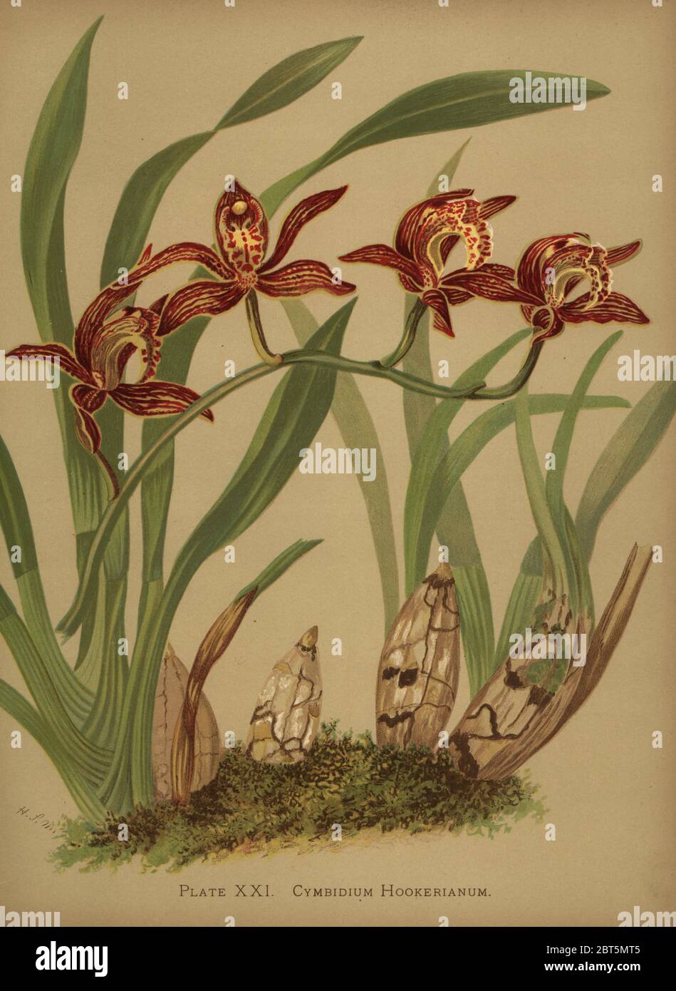 Cymbidium hookerianum orchid. Chromolithograph by Hatch Company after a botanical illustration by Harriet Stewart Miner from Orchids, the Royal Family of Plants, Lee & Shepard, Boston, 1885. The first American color plate book on orchids by woman botanist Miner. Stock Photo