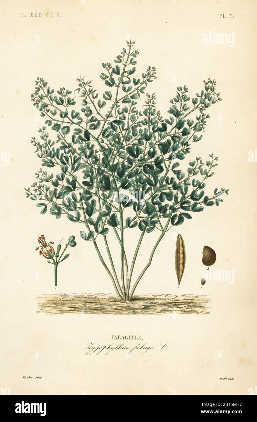 Syrian bean-caper, Zygophyllum fabago, Fabagelle. Handcoloured steel engraving by Oudet after a botanical illustration by Edouard Maubert from Pierre Oscar Reveil, A. Dupuis, Fr. Gerard and Francois Herincqs La Regne Vegetal: Flore Medicale, L. Guerin, Paris, 1864-1871. Stock Photo