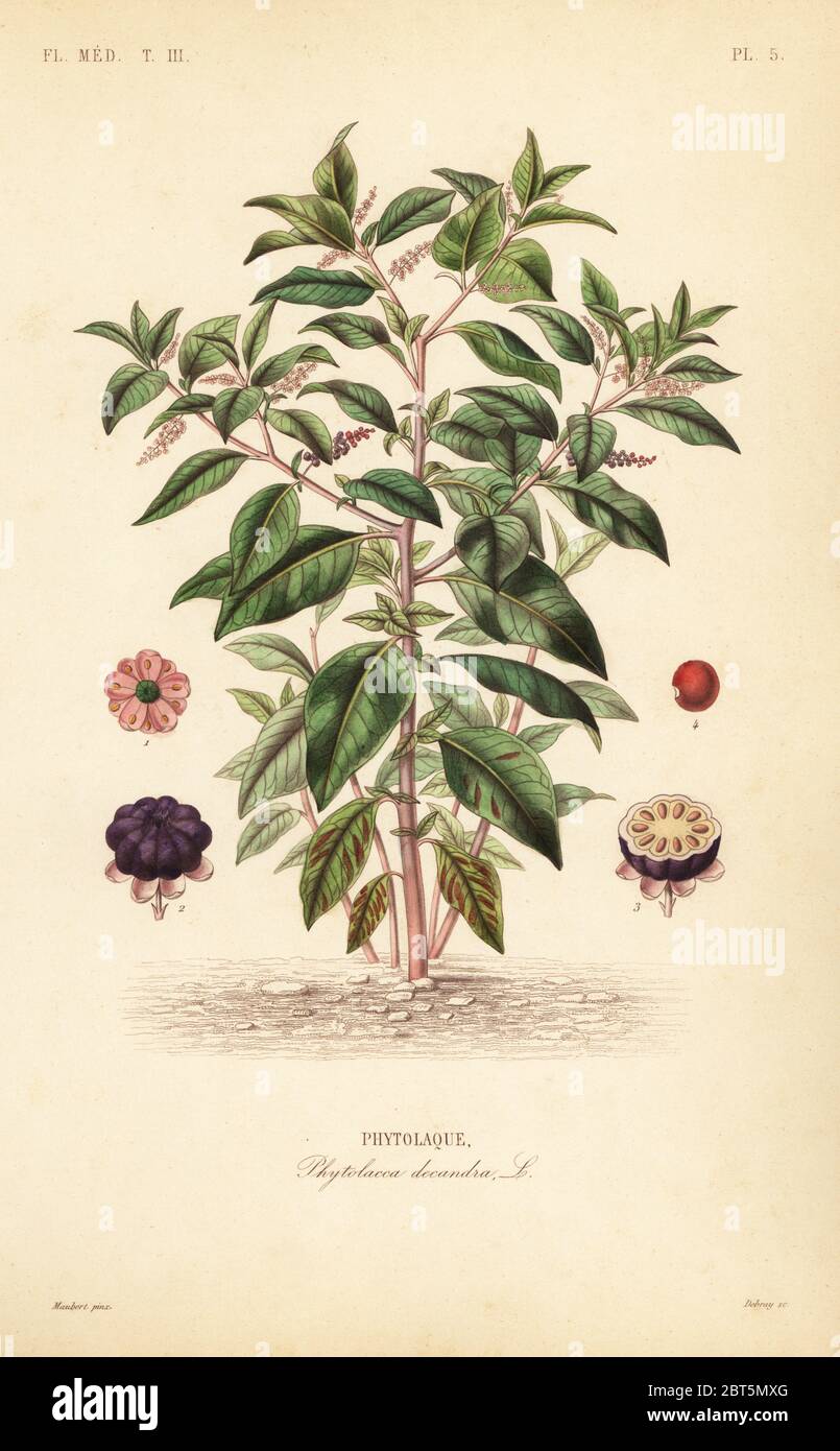 American pokeweed, Phytolacca americana, Phytolacca decandra, Phytolaque. Handcoloured steel engraving by Debray after a botanical illustration by Edouard Maubert from Pierre Oscar Reveil, A. Dupuis, Fr. Gerard and Francois Herincqs La Regne Vegetal: Flore Medicale, L. Guerin, Paris, 1864-1871. Stock Photo