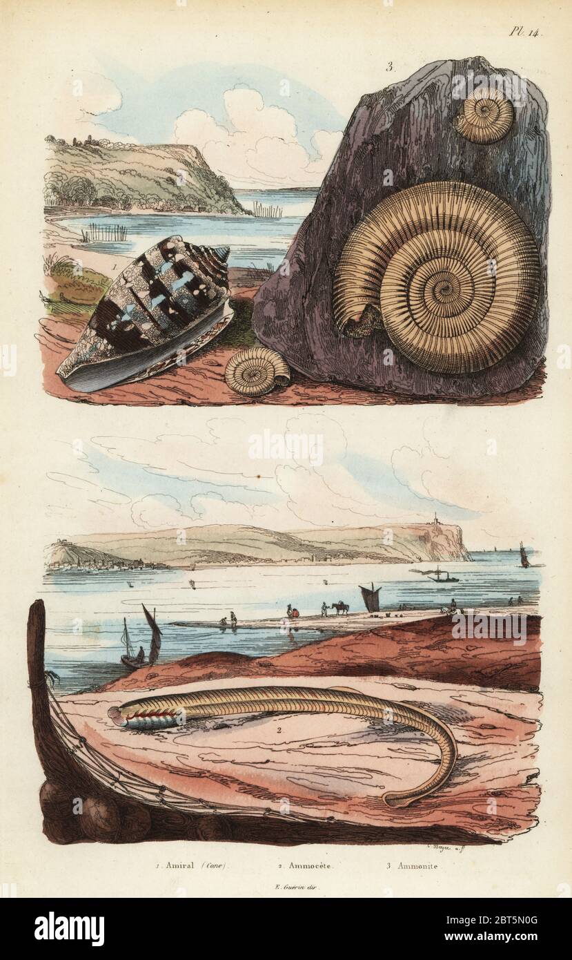 Admiral cone, Conus ammiralis 1, ammocete or larval stage of lamprey, Petromyzon marinus 2, and extinct ammonite mollusc fossil 3. Handcoloured steel engraving by Beyer from Felix-Edouard Guerin-Meneville's Dictionnaire Pittoresque d'Histoire Naturelle (Picturesque Dictionary of Natural History), Paris, 1834-39. Stock Photo