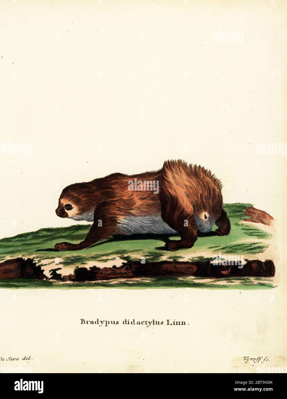 Linnaeus's two-toed sloth, Choloepus didactylus. Bradypus bidactylus Linn. Handcoloured copperplate engraving by Tyroff after an illustration by Jacques de Seve from Johann Christian Daniel Schreber's Animal Illustrations after Nature, or Schreber's Fantastic Animals, Erlangen, Germany, 1775. Stock Photo