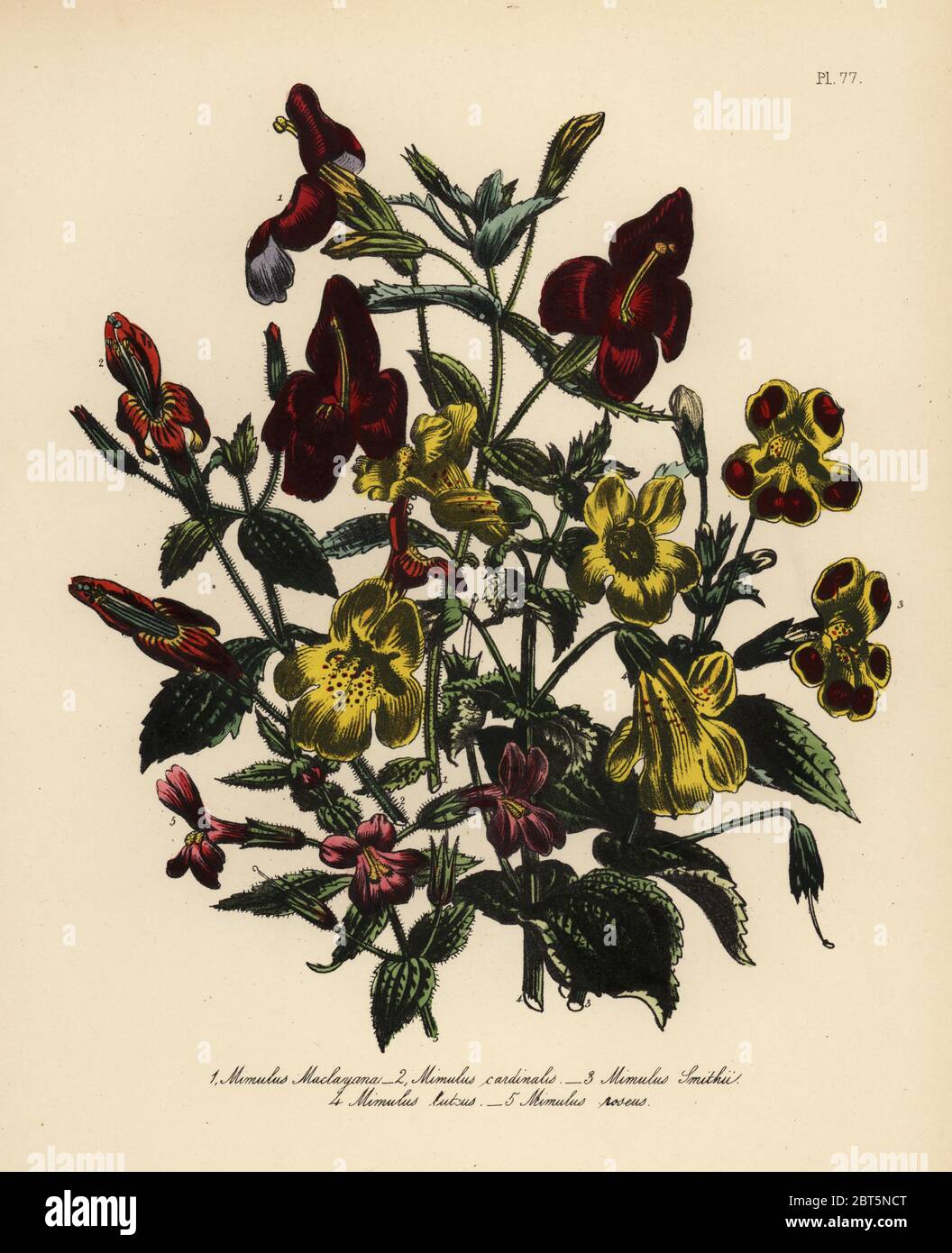 Mimulus maclayana, bright-scarlet mimulus, M. cardinalis, Mr. Smith's mimulus, M. smithii, yellow-flowered mimulus, M. luteus, and rose-coloured mimulus, M. roseus. Handfinished chromolithograph by Henry Noel Humphreys after an illustration by Jane Loudon from Mrs. Jane Loudon's Ladies Flower Garden of Ornamental Perennials, William S. Orr, London, 1849. Stock Photo