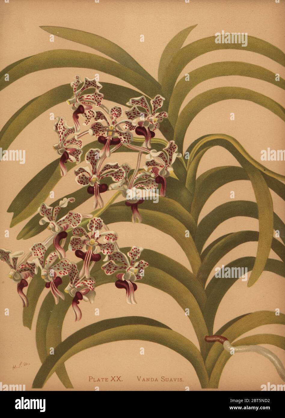 その他 S.M. Novella Vanda Suavis 50mLx2 Vanda tricolor var. suavis ('Supersized' x select clone