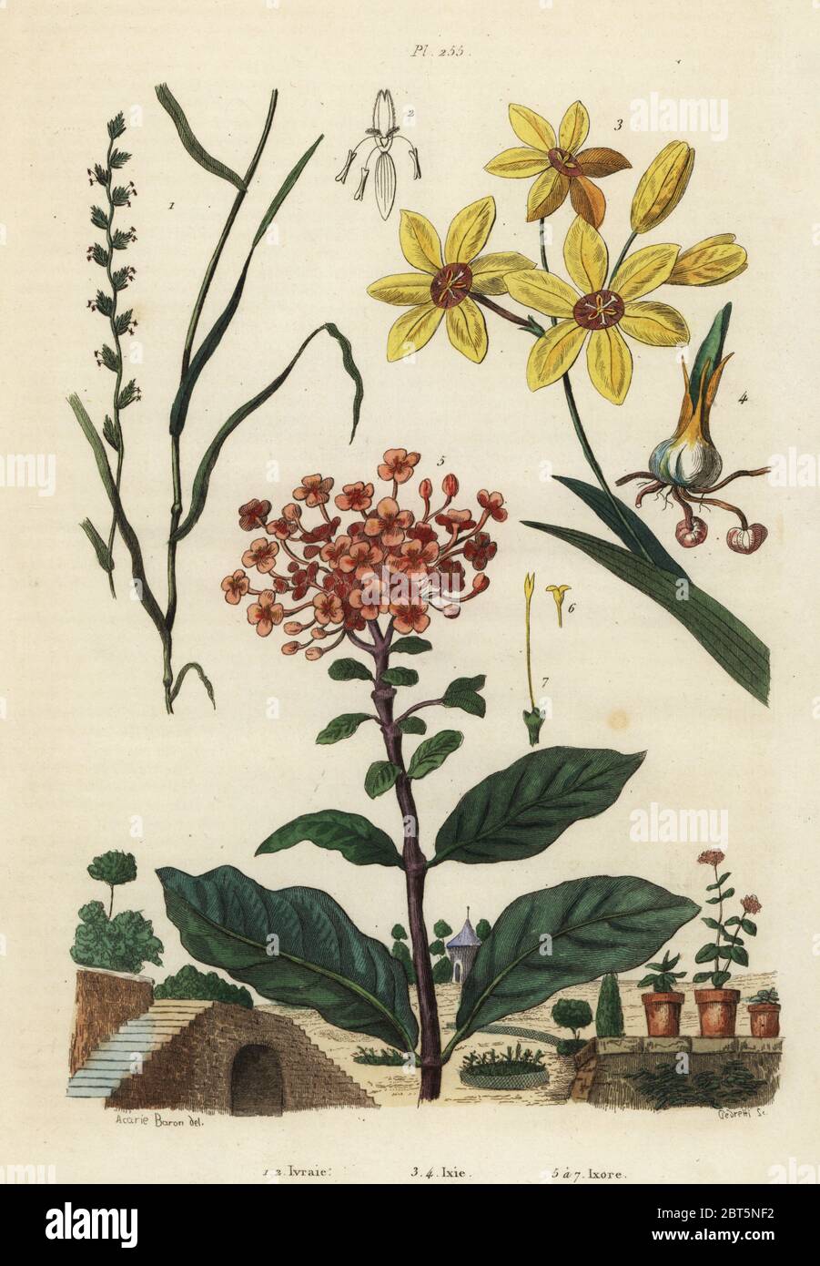 Perennial rye grass, Lolium perenne 1,2, spotted African corn lily, Ixia maculata var. fuscocitrina 3,4 and jungle geranium, Ixora coccinea 5-7. Ivraie, Ixie, Ixore. Handcoloured steel engraving by Pedretti after an illustration by A. Carie Baron from Felix-Edouard Guerin-Meneville's Dictionnaire Pittoresque d'Histoire Naturelle (Picturesque Dictionary of Natural History), Paris, 1834-39. Stock Photo