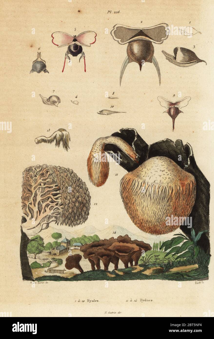 Sea snails, Diacavolinia limbata and Diacria trispinosa 1-10, and Hydnum mushrooms, hedgehog mushroom, Hydnum repandum 14, coral tooth mushroom, Hericium coralloides 12, etc. Hyales , Hydnes. Handcoloured steel engraving by Pedretti after an illustration by A Carie Baron from Felix-Edouard Guerin-Meneville's Dictionnaire Pittoresque d'Histoire Naturelle (Picturesque Dictionary of Natural History), Paris, 1834-39. Stock Photo