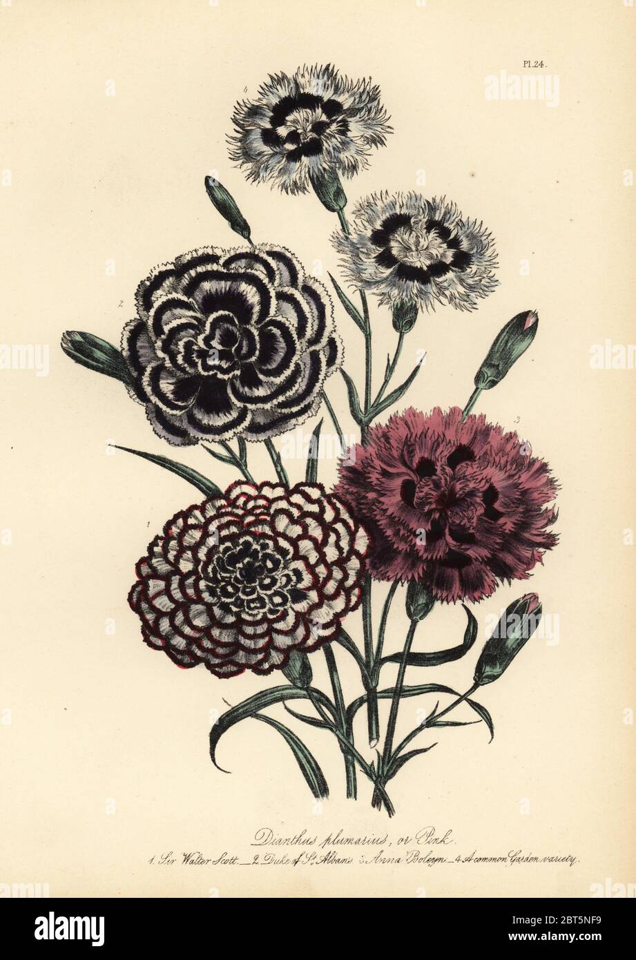 Sir Walter Scott, Duke of St. Albans, Anne Boleyn, and common garden variety carnation, Dianthus plumarius. Handfinished chromolithograph by Henry Noel Humphreys after an illustration by Jane Loudon from Mrs. Jane Loudon's Ladies Flower Garden of Ornamental Perennials, William S. Orr, London, 1849. Stock Photo
