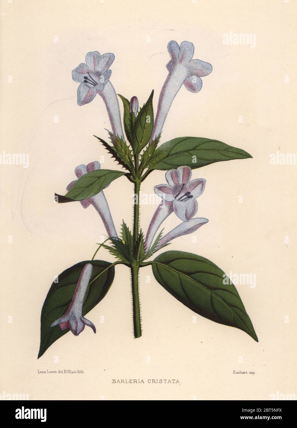 Philippine violet, bluebell barleria or crested Philippine violet, Barleria cristata. Handcoloured lithograph by D. Blair after an illustration by Lena Lowis from her Familiar Indian Flowers with Coloured Plates, L. Reeve, London, 1878. Lena Lowis, formerly Selena Caroline Shakespear (1845-1919), was a British woman artist who traveled to India with her husband Lt.-Col. Ninian Lowis. Stock Photo
