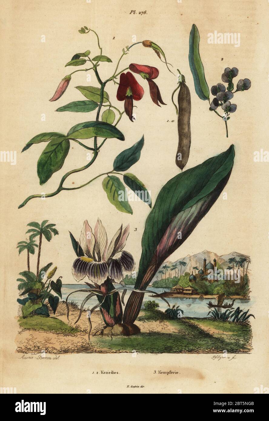 Dusky coral pea, Kennedia rubicunda 1, false sarsaparilla, Hardenbergia violacea 2, and blackhorm., Kaempferia rotunda 3. Kenedies, Kempferie. Handcoloured steel engraving by Pfitzer after an illustration by A. Carie Baron from Felix-Edouard Guerin-Meneville's Dictionnaire Pittoresque d'Histoire Naturelle (Picturesque Dictionary of Natural History), Paris, 1834-39. Stock Photo