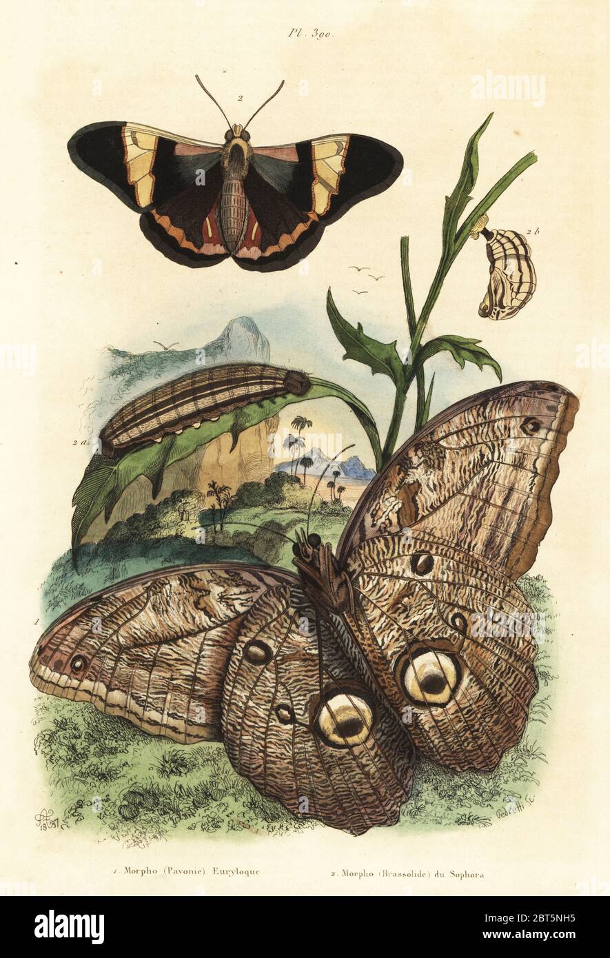 Forest giant owl butterfly, Caligo eurilochus 1 and Brassolis sophorae butterfly, pupa and caterpillar 2. Morpho pavonie euryloque, Morpho brassolide du sophora. Handcoloured steel engraving by Pedretti after an illustration by Adolph Fries from Felix-Edouard Guerin-Meneville's Dictionnaire Pittoresque d'Histoire Naturelle (Picturesque Dictionary of Natural History), Paris, 1834-39. Stock Photo