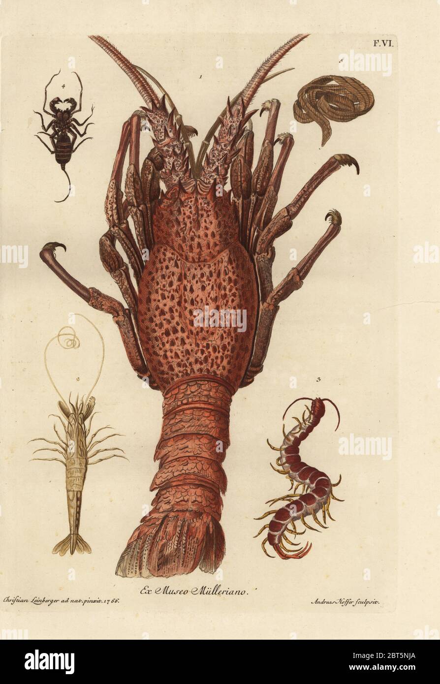 Lobster, Homarus gammarus 1, shrimp species 2, giant centipede, Scolopendra gigantea 3, unknown insect, Pinnoter 4, and tapeworm, Taenia species 5. Handcoloured copperplate engraving by Andreas Hoffer after an illustration by Christian Leinberger from Georg Wolfgang Knorr's Deliciae Naturae Selectae of Kabinet van Zeldzaamheden der Natuur, Blusse and Son, Nuremberg, 1771. Specimens from a Wunderkammer or Cabinet of Curiosities of P.L. Muller. Stock Photo