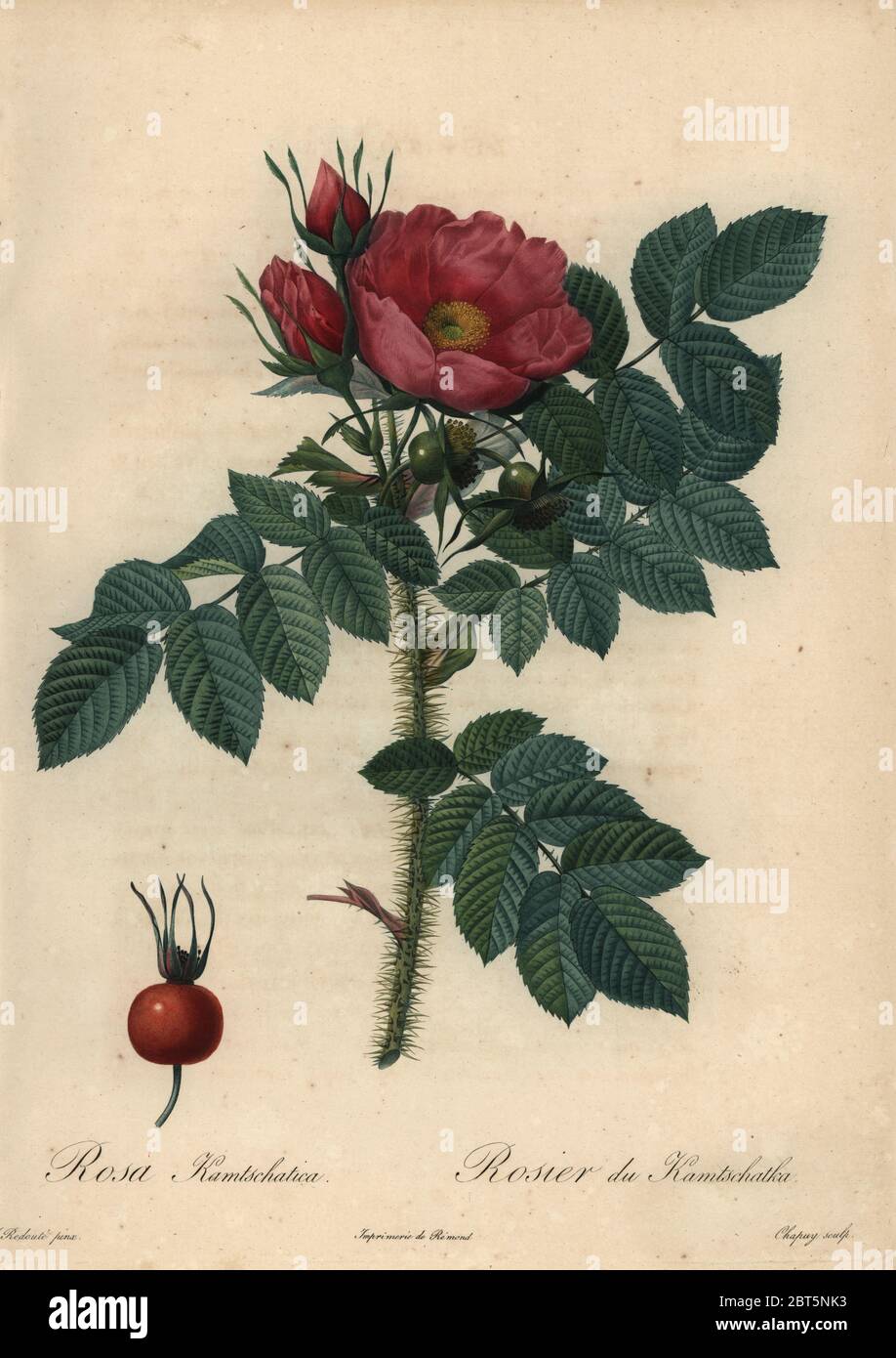 Crimson Japanese rose, Rosa rugosa. Rosa kamtschatica, Rosier du Kamtschatka.. Stipple copperplate engraving by Jean Baptiste Chapuy handcoloured a la poupee after a botanical illustration by Pierre-Joseph Redoute from the first folio edition of Les Roses, Firmin Didot, Paris, 1817. Stock Photo