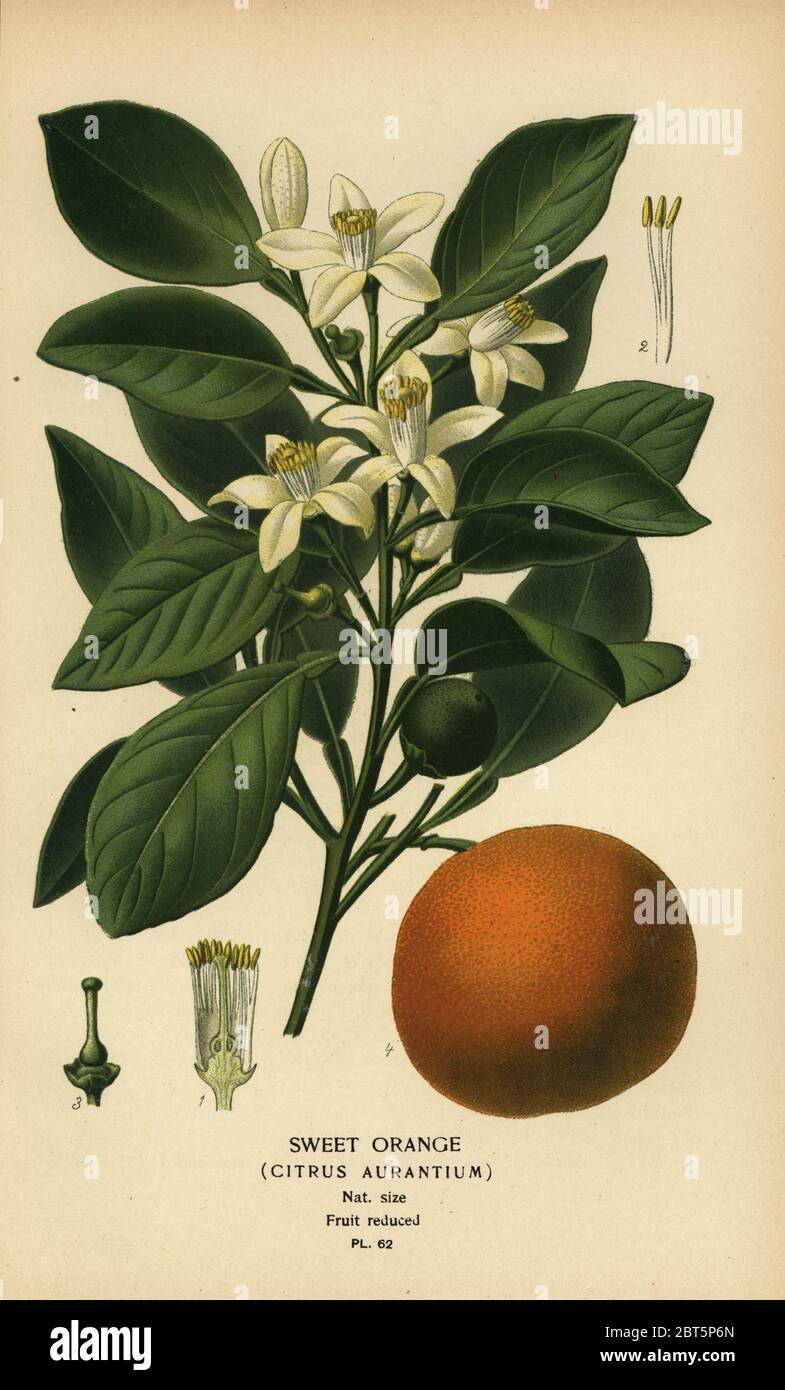 Sweet orange, Citrus x aurantium. Chromolithograph from an illustration by Desire Bois from Edward Steps Favourite Flowers of Garden and Greenhouse, Frederick Warne, London, 1896. Stock Photo