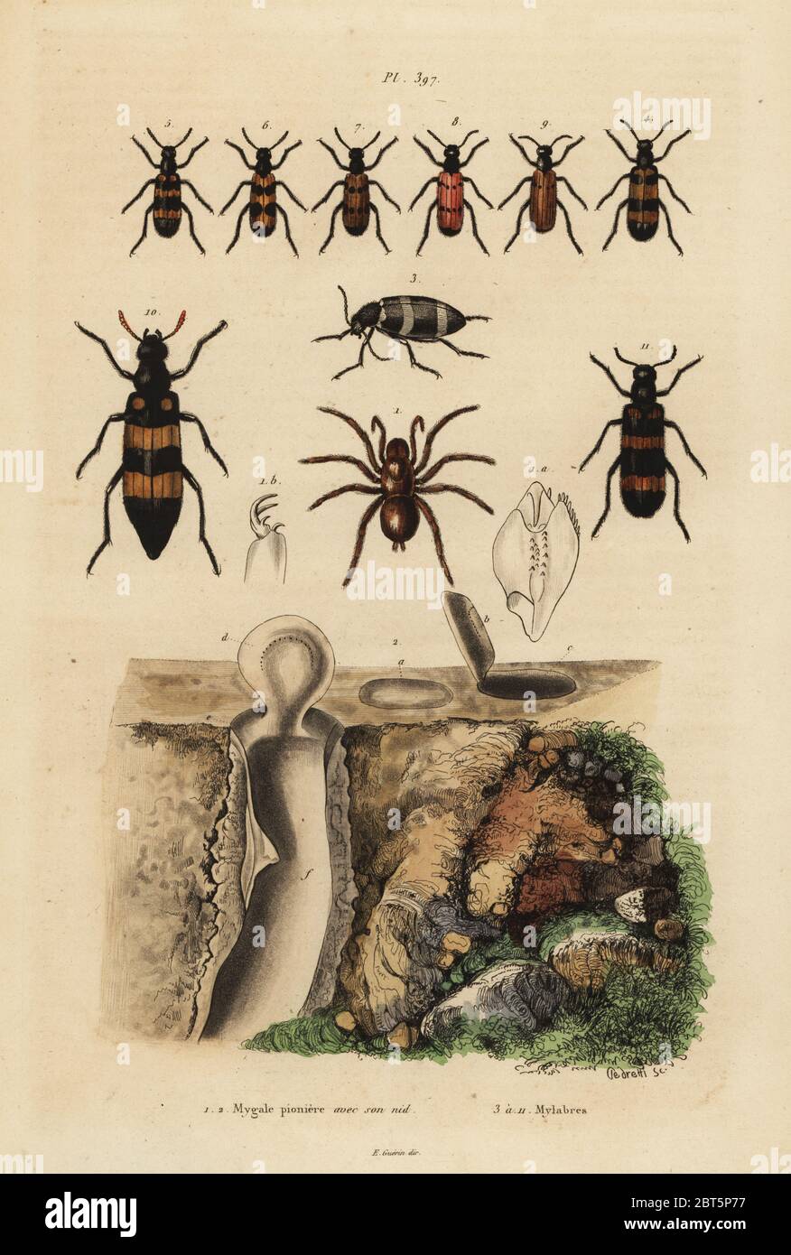 Mygalomorph trapdoor spider and its nest, and beetles, Mylabris species. Mygale pioniere et son nid, Mylabres. Handcoloured steel engraving by Pedretti from Felix-Edouard Guerin-Meneville's Dictionnaire Pittoresque d'Histoire Naturelle (Picturesque Dictionary of Natural History), Paris, 1834-39. Stock Photo