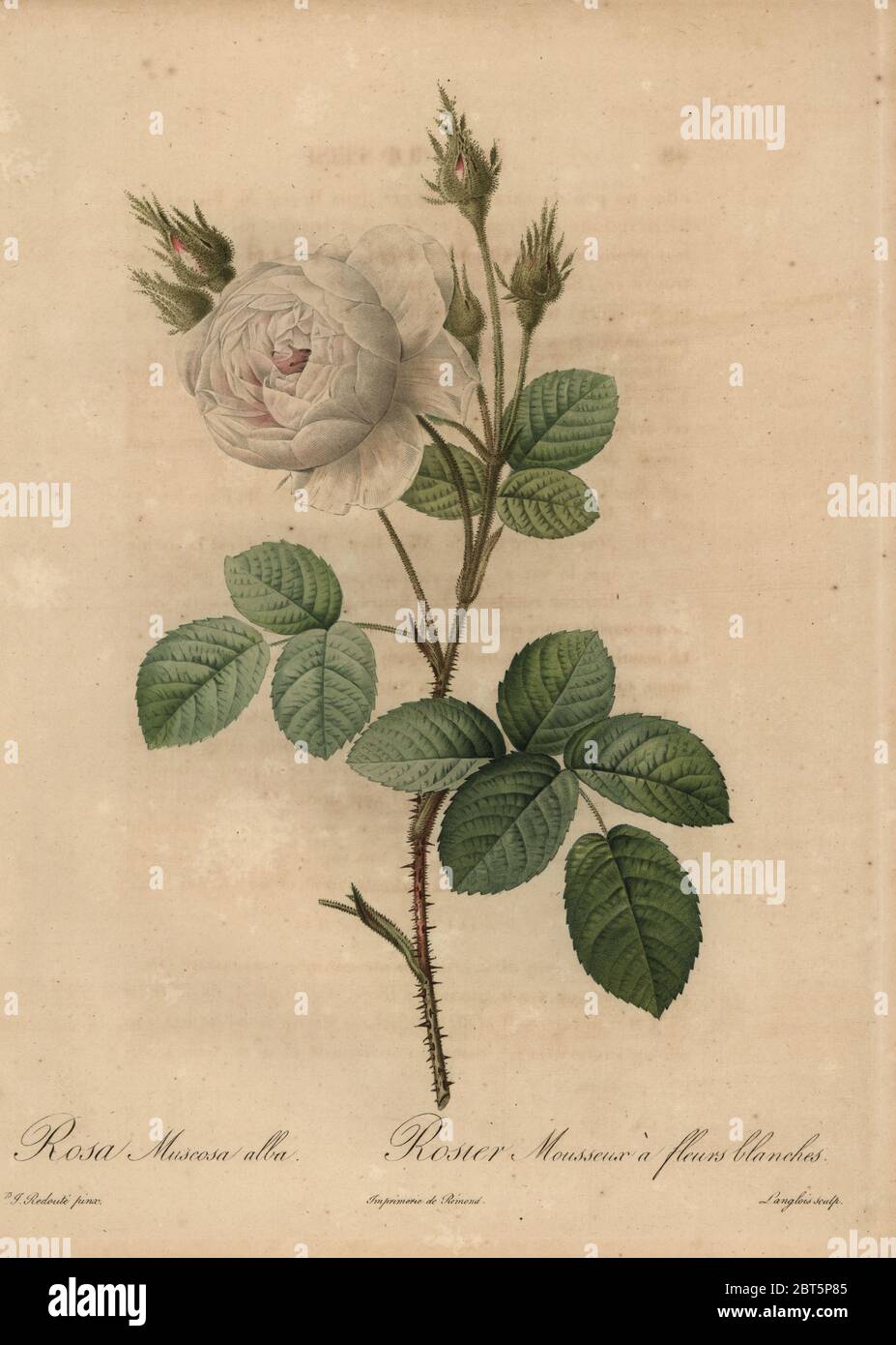 White cabbage rose, Rosa muscosa alba, Rosier mousseux a fleurs blanches. Rosa centifolia f. muscosa. Stipple copperplate engraving by Pierre Gabriel Langlois handcoloured a la poupee after a botanical illustration by Pierre-Joseph Redoute from the first folio edition of Les Roses, Firmin Didot, Paris, 1817. Stock Photo