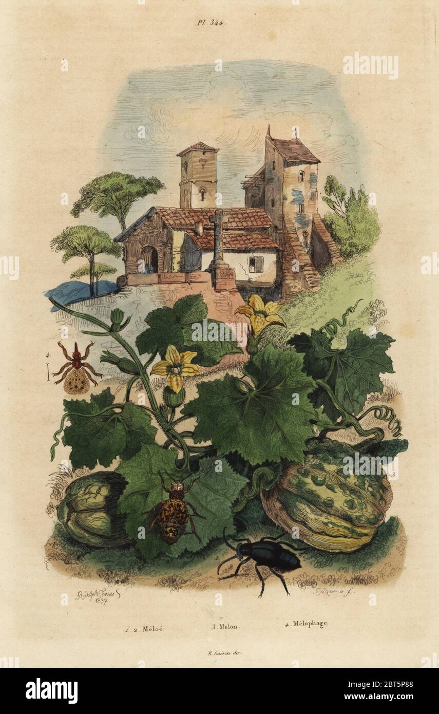 European oil beetle, Meloe proscarabaeus 1,2, melon de Honfleur, Cucumis melo 3, and sheep ked, Melophagus ovinus 4. Meloe, Melon, Melophage. Handcoloured steel engraving by Pfitzer after an illustration by Adolph Fries from Felix-Edouard Guerin-Meneville's Dictionnaire Pittoresque d'Histoire Naturelle (Picturesque Dictionary of Natural History), Paris, 1834-39. Stock Photo